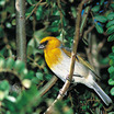 Palila